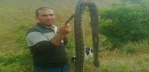 Ağsuda 2,6 metr uzunluğunda böyük Qafqaz gürzəsi öldürüldü (FOTO)