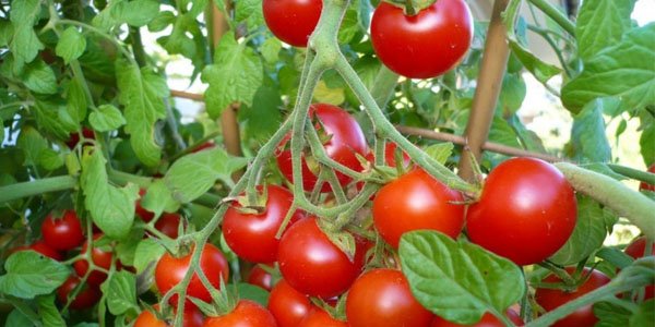 Qırmızı “xoşbəxtlik mənbəyi” - Pomidorun inanılmaz faydaları