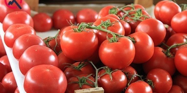 Azərbaycan pomidorlarının Rusiyaya buraxılmamasının səbəbləri