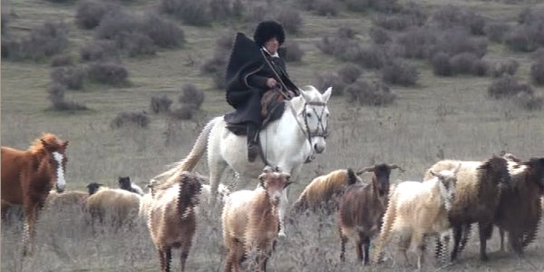 Azərbaycanda 91 yaşlı çoban (VİDEO)