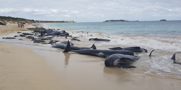 150 köpəkbalığı intihar etdi (FOTOLAR)