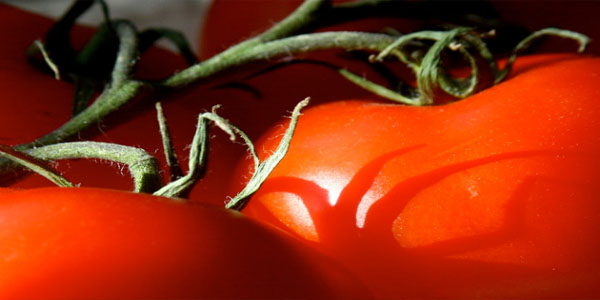 Pomidorun qiyməti niyə bahadır? (VİDEO)
