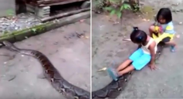 Dünyanın ən qorxusuz uşaqları: piton ilanı ilə oynayırlar (VİDEO)