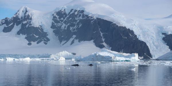 Antarktikadan böyük buz kütləsi gəlir: 10 min km yol qət edib