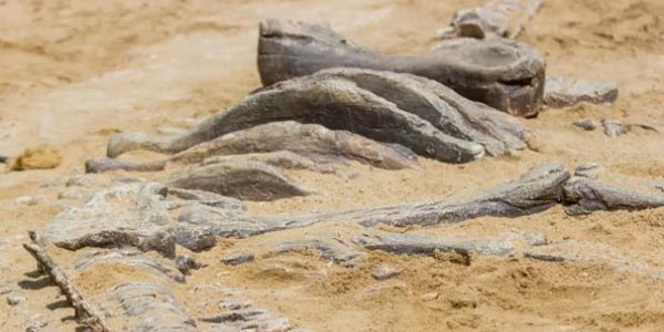 Yeni dinozavr növü kəşf edildi: 3 metr, yarım ton