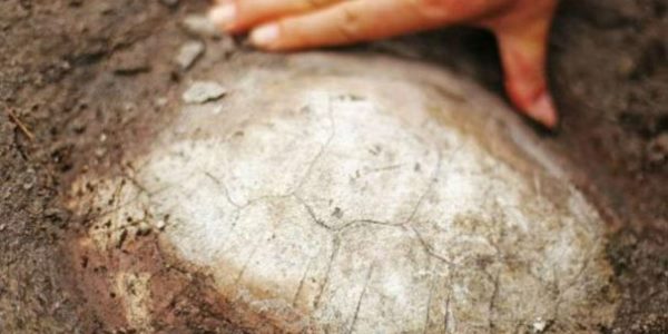 150 milyon illik tısbağa tapıldı