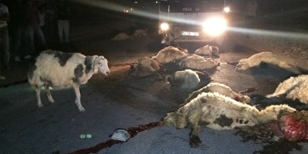 Maşın qoyun sürüsünə girdi: çoban yaralandı, 57 baş qoyun tələf oldu
