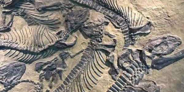 Argentina 237 milyon il yaşı olan dinozavr qalığı tapıldı