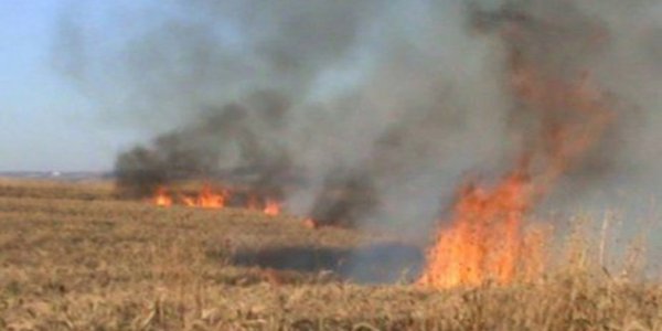 Şəkidə 200 hektar taxıl sahəsi yandı