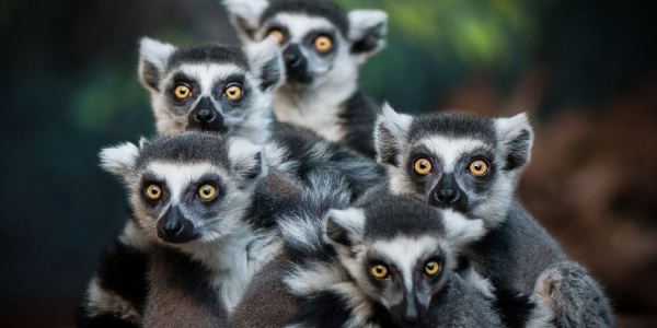 Dünyadakı lemurların 95%-i məhv ola bilər