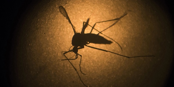 Hindistanda zika virusu təhlükəsi
