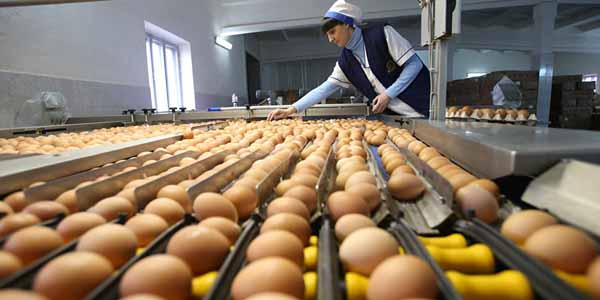 Marketlərdə yumurta qıtlığı: Toyuqlarımız tətil etməyib, amma məhsul da çatışmır