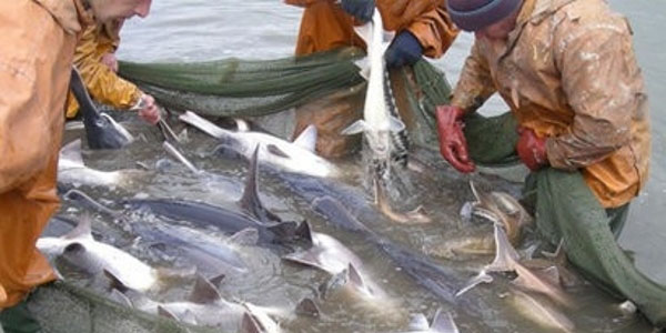 Azərbaycan Qafqazın ən böyük balıq zavodunu tikir
