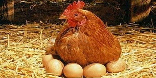 Quşlar tələf olur, Bakıda yumurta limitlə satılır