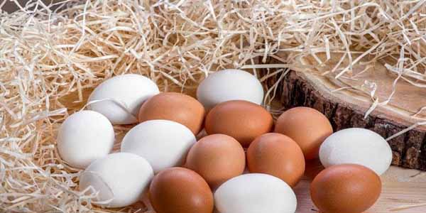 Azərbaycanda yumurta istehsalının artımına nə mane olur?