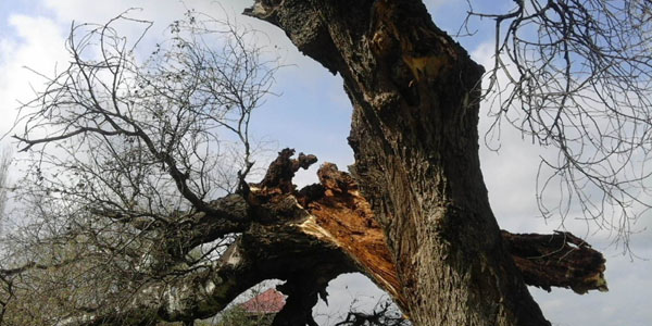 Güclü külək Tərtərdə yüz yaşlı çinar ağacını aşırdı (FOTO/VİDEO)