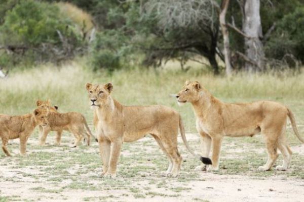 Mİlli Parkdan 14 aslan qaçdı