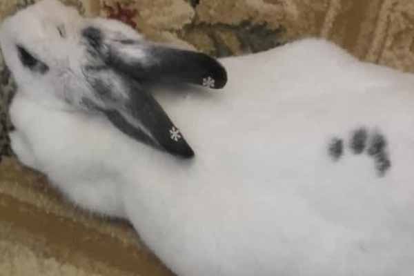 Bakı sakini dovşanına təntənəli ad günü keçirdi  (FOTO/VİDEO)