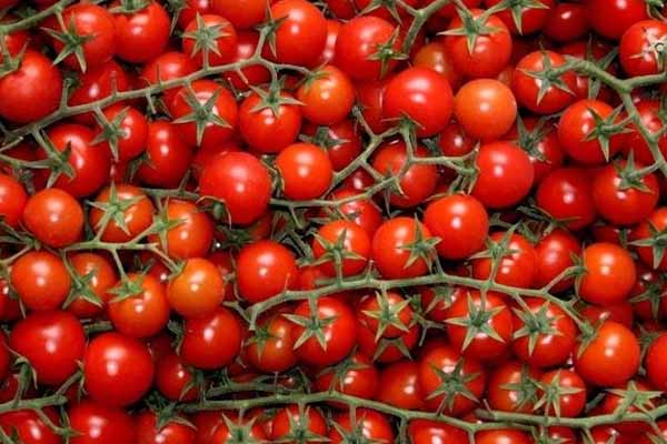 Rusiya 36 tondan çox Azərbaycan pomidorunu geri qaytardı