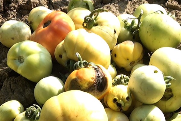 Masallıda pomidor sahələrində “sovka” xəstəliyi yayılıb