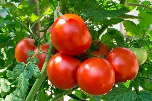 Bazarlarda bahalıq davam edir: Xaçmaz pomidoru da qiyməti azaltmayacaq (VİDEO)