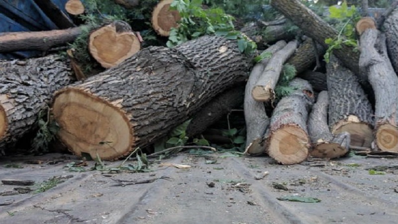 Lerik meşəsində ağacların kəsilməsi faktı araşdırılır
