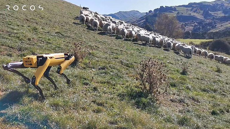 Robot çoban iti hazırlandı