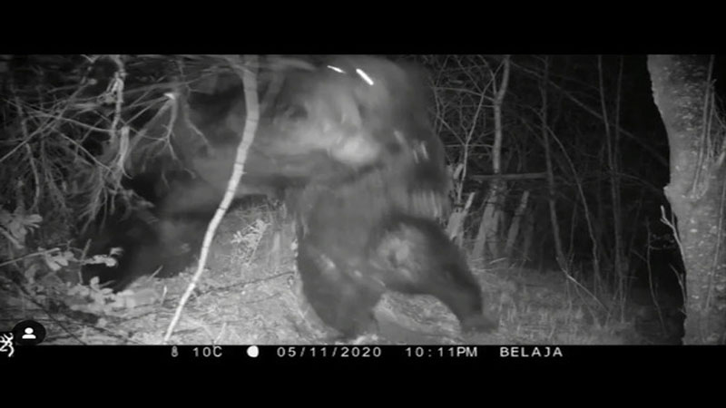 Rusiya və Çin ayısının vuruşu sərhəd hasarlarını dağıtdı (VİDEO)