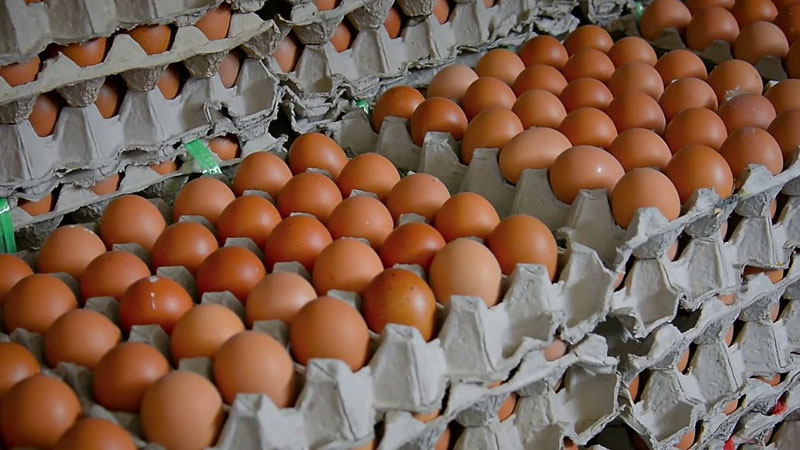 İran yumurta ixracını dayandırdı