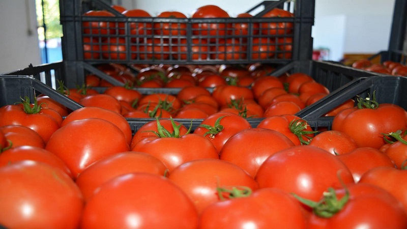 Kremlin Azərbaycana qarşı pomidor siyasəti (ŞƏRH)