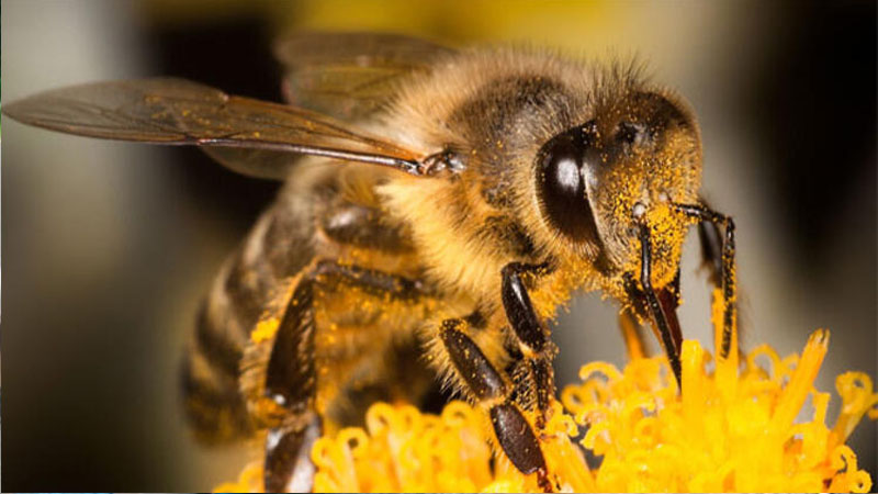 Alimlər kəşf etdi: Arılar bir-birini və insanları belə tanıyırlar