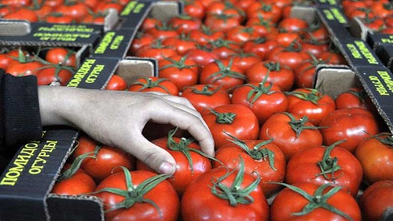 Qazaxıstana ixrac olunan pomidorla bağlı araşdırmalar aparılır