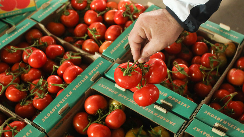 Azərbaycan Rusiyadan qaytarılan pomidoru körfəz ölkələrinə satdı