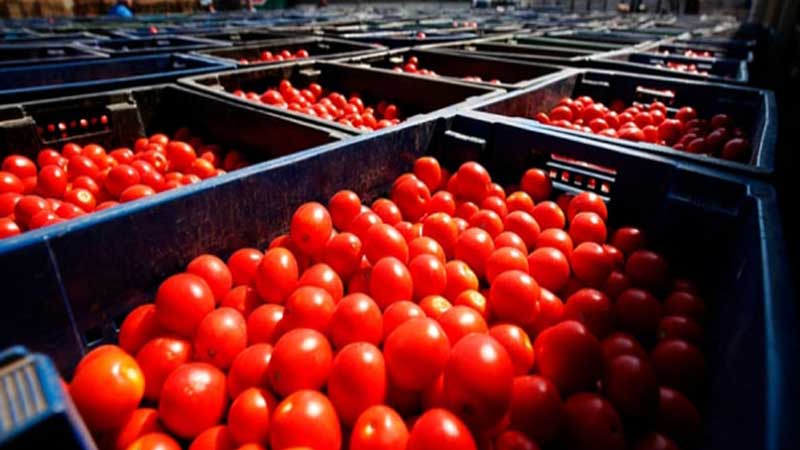 Qadağalara baxmayaraq Azərbaycan Rusiyaya pomidor ixracını artırıb