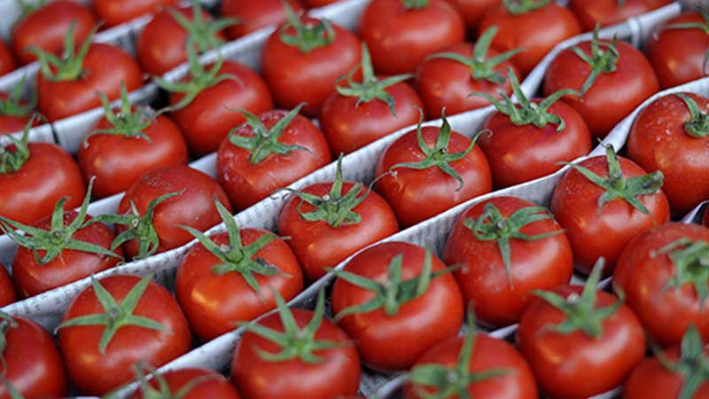 Azərbaycanın 89 müəssisəsinə Rusiyaya pomidor ixrac etməsinə icazə verildi