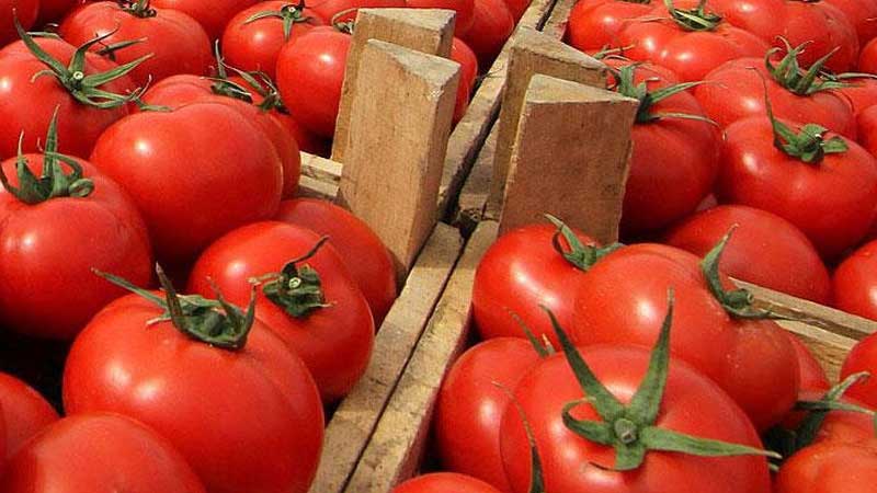 Azərbaycanın daha 34 müəssisəsinə Rusiyaya pomidor ixracına icazə verildi
