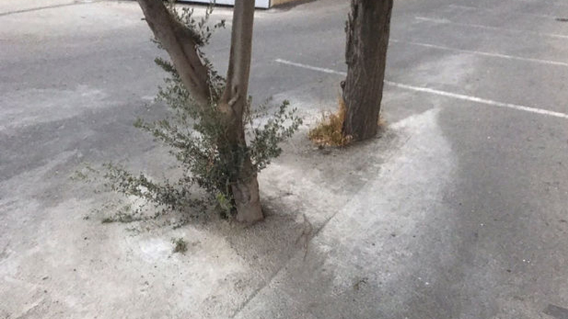 Bakıda ağacların dibi betonlanıb: Yaşıllaşdırma idarəsindən açıqlama (FOTOLAR)