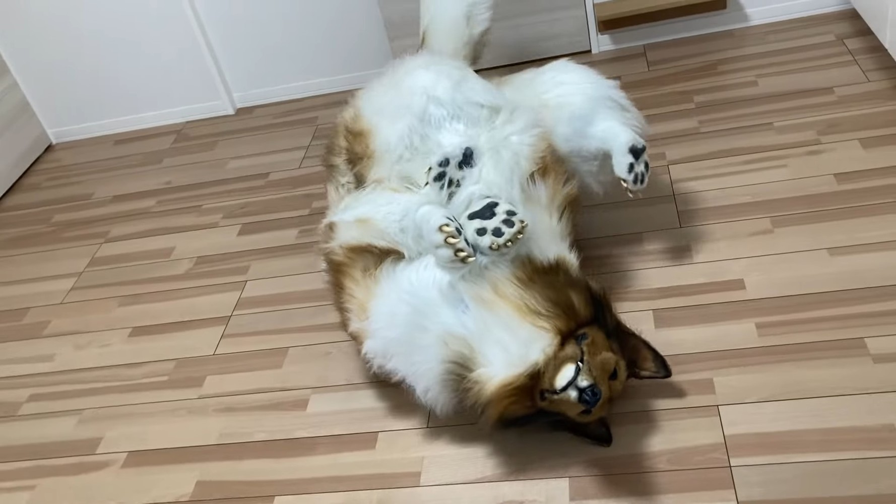 Потратил 7 миллионов чтобы стать собакой. Японец токо сан собака без костюма. Потратил 7 миллионов чтобы стать собакой. Японец в костюме собаки колли. Японец токо сан собака.