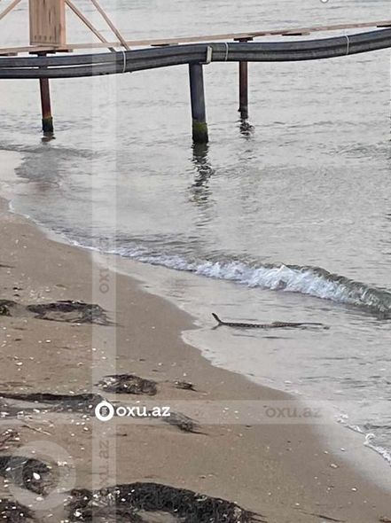 Bakı çimərliyində qorxulu anlar (FOTO/VİDEO)