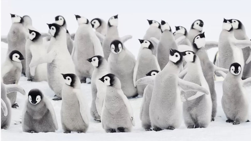 Qlobal istiləşmə: Antarktidada 10 minə yaxın pinqvin öldü, nəsli kəsilə bilər