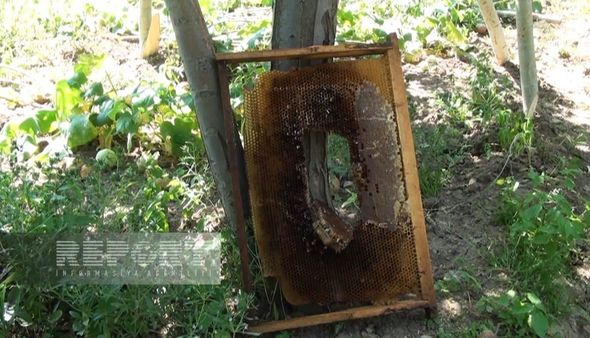 Azərbaycanın bu kəndləri ayıların hücumuna məruz qalıb (FOTOLAR)