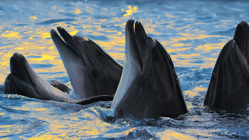 Delfinlərlə bağlı maraqlı fakt: Elektriki hiss edirlər