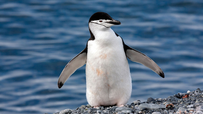Antarktika pinqvinlər gündə 10 min dəfə yuxuya gedir