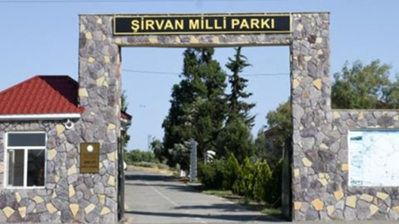 Çobanla nazirlik arasında qalmaqal: 620 baş heyvanı Şirvan Milli Parkına salıb?