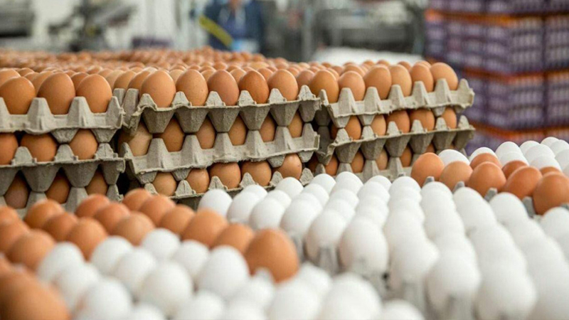 Yumurtanın qiyməti niyə artıb? (SƏBƏB)