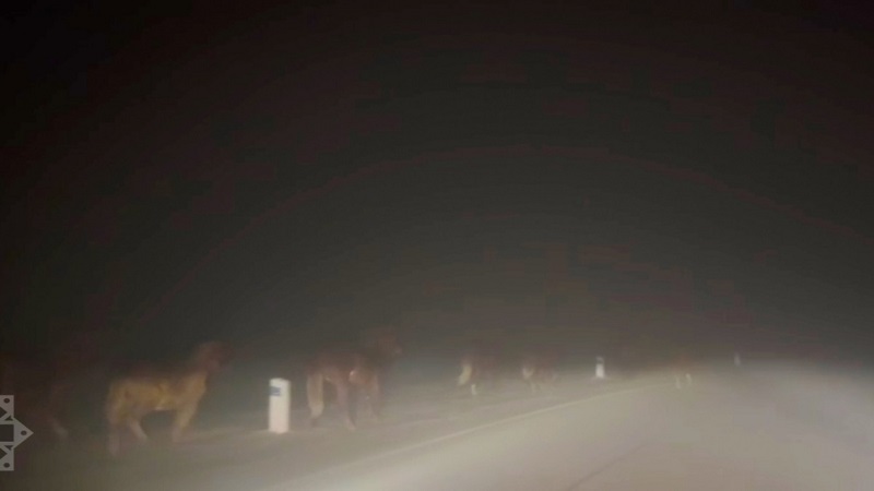 Şuşa-Laçın yolunda vəhşi atlar görüntüləndi (VİDEO)