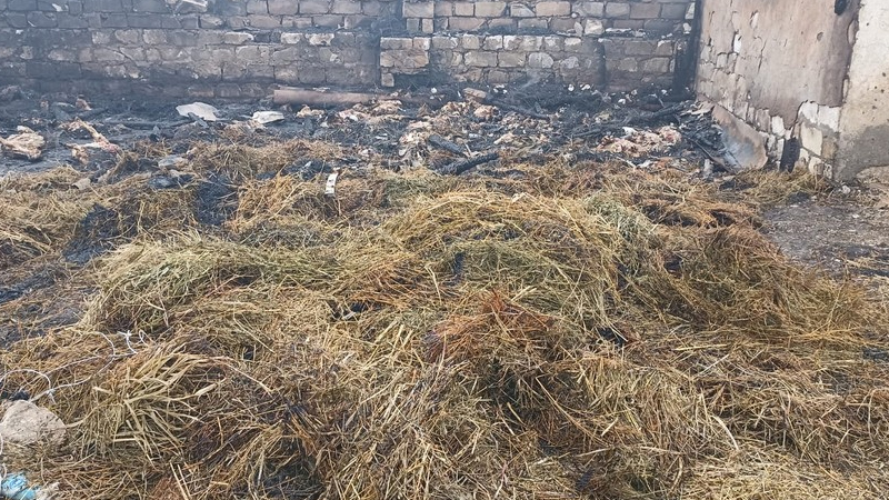 Goranboyda ferma yandırıldı, 230 heyvan tələf oldu - Saxlanılanlar var