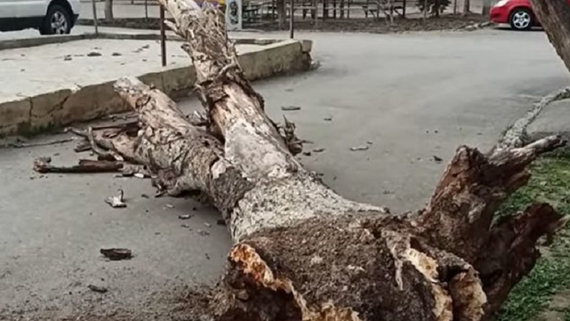 Sumqayıtda ağac aşdı, binanın həyətinə giriş bağlandı (VİDEO)