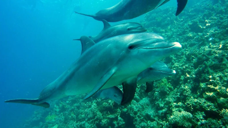 Yeni Zelandiya delfinlərinin fərqli dialektlərinin olduğu kəşf edildi