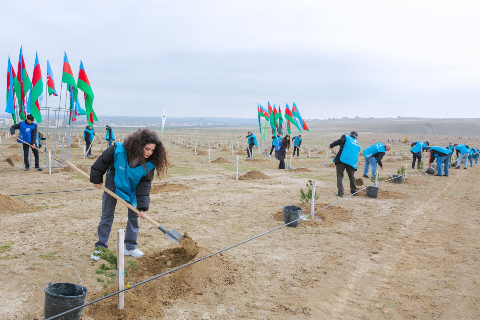 AZAL-ın əməkdaşları 600-dən çox ağac əkdi (FOTO/VİDEO)